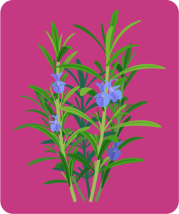 Botanicals - Rosemary