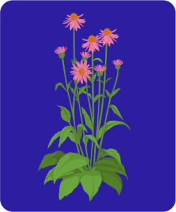 Botanical - Echinacea