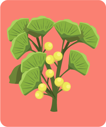 Botanical - Ginkgo