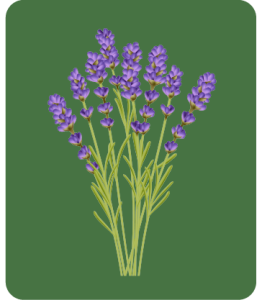 Botanical - Lavender