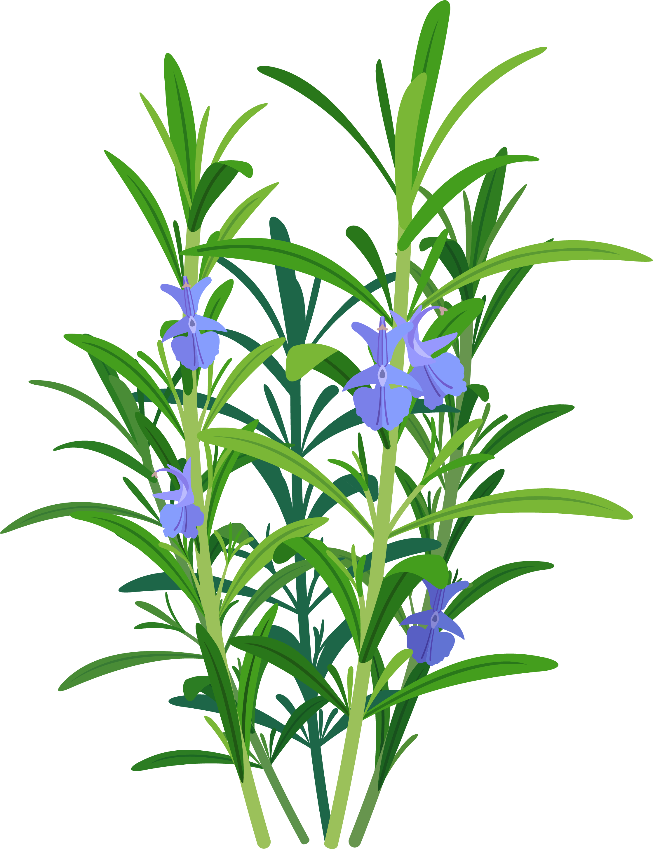 Botanical - Rosemary